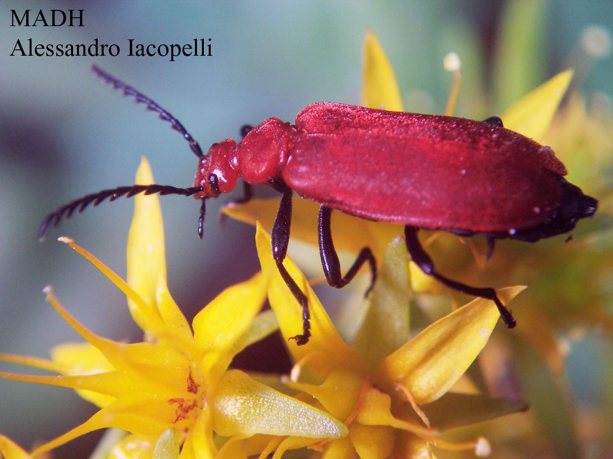 piccoli gioielli: Pyrochroa serraticornis